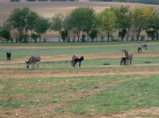  Los animales del parque 